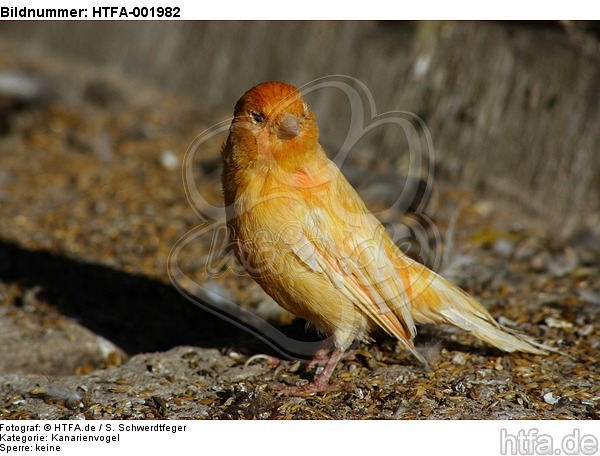 Kanarienvogel / canary / HTFA-001982