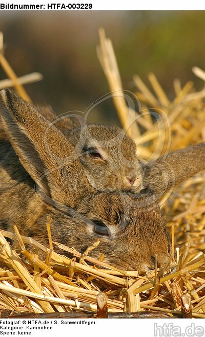 Kaninchen / bunnies / HTFA-003229
