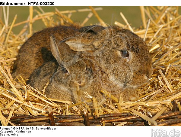 Kaninchen / bunnies / HTFA-003230