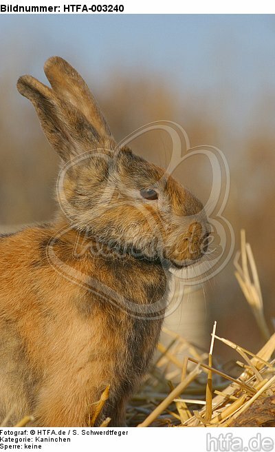 Kaninchen / bunny / HTFA-003240