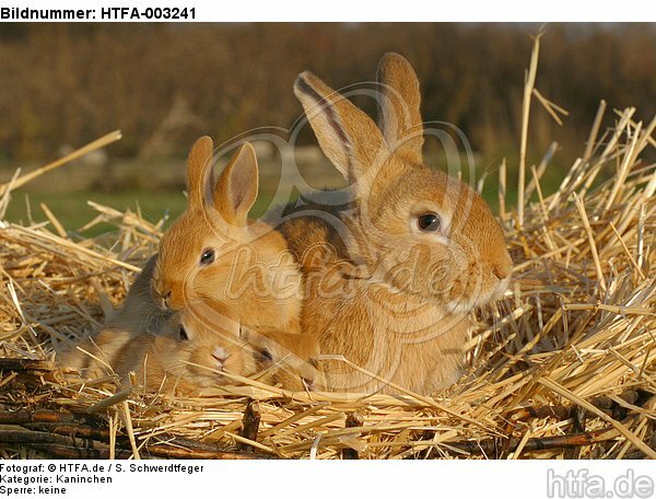 Kaninchen / bunnies / HTFA-003241