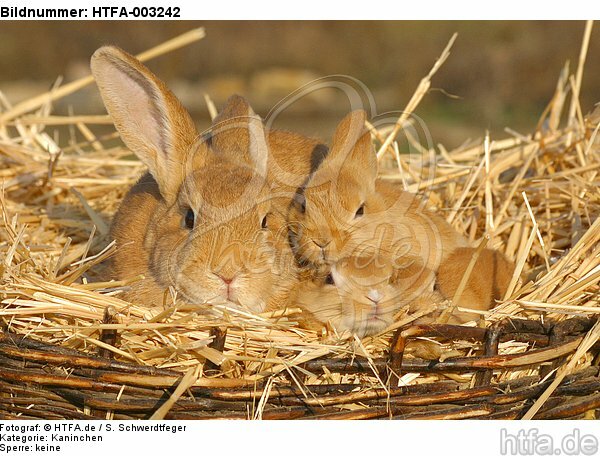 Kaninchen / bunnies / HTFA-003242