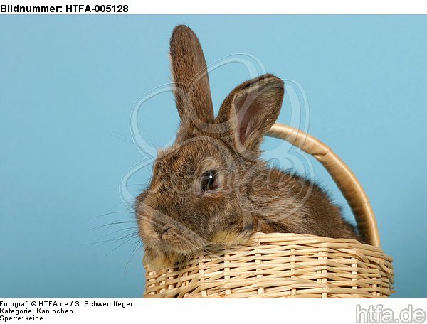Kaninchen / rabbit / HTFA-005128