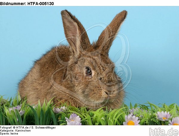 Kaninchen / rabbit / HTFA-005130