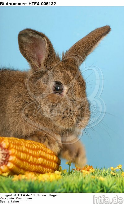 Kaninchen / rabbit / HTFA-005132