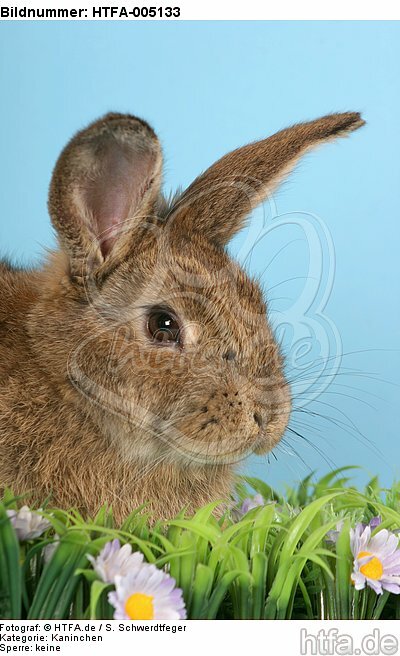 Kaninchen / rabbit / HTFA-005133