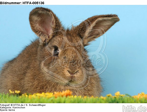 Kaninchen / rabbit / HTFA-005136