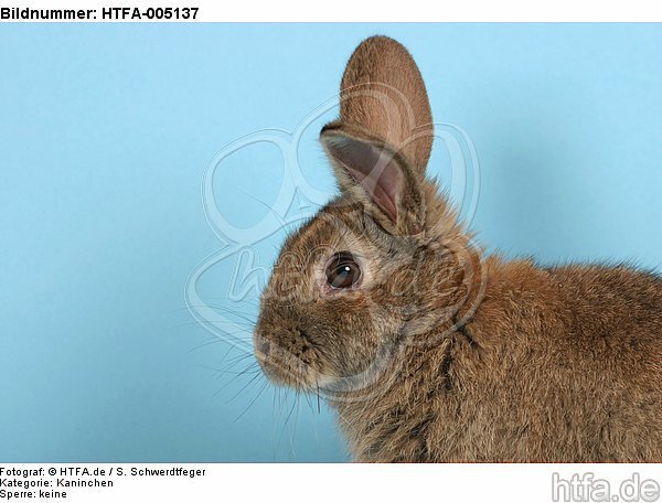 Kaninchen / rabbit / HTFA-005137