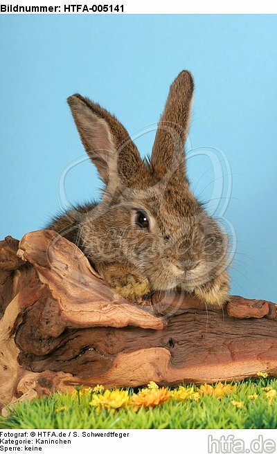 Kaninchen / rabbit / HTFA-005141