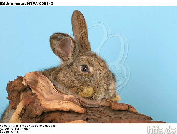 Kaninchen / rabbit / HTFA-005142