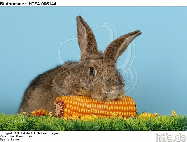 Kaninchen / rabbit / HTFA-005144