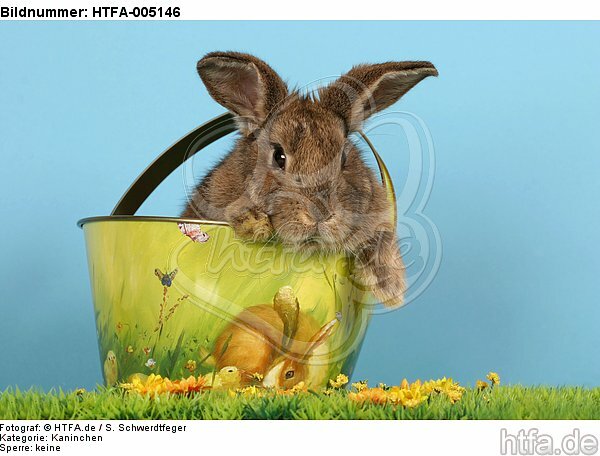 Kaninchen / rabbit / HTFA-005146