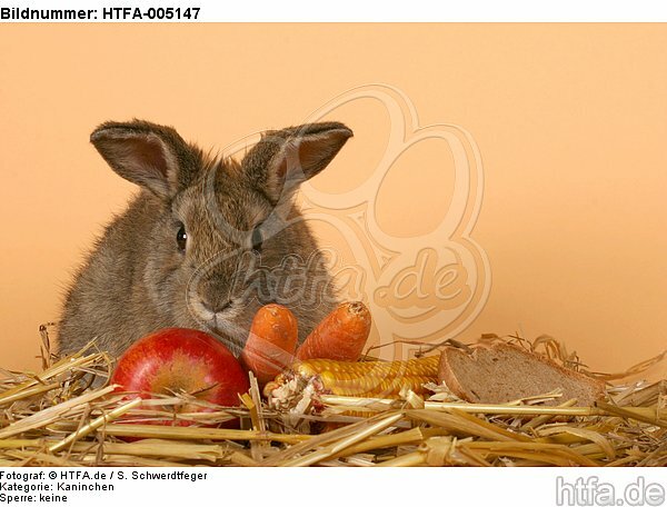 Kaninchen / rabbit / HTFA-005147