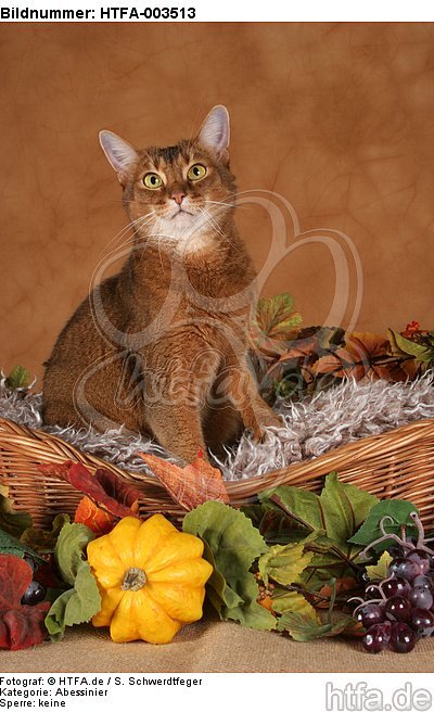 Abessinier / abyssinian cat / HTFA-003513