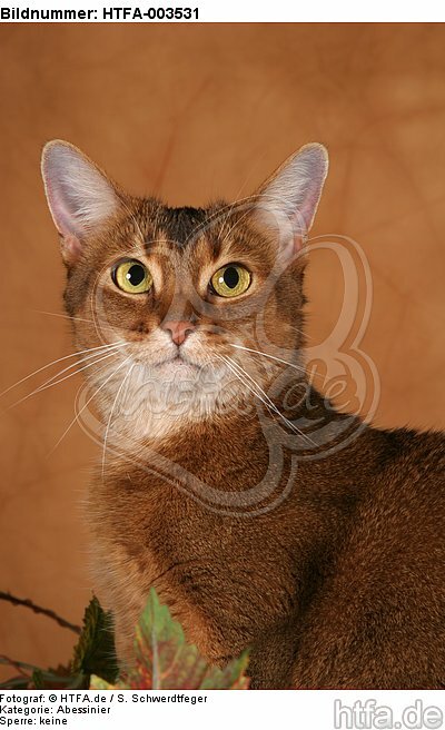 Abessinier / abyssinian cat / HTFA-003531