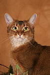 Abessinier / abyssinian cat