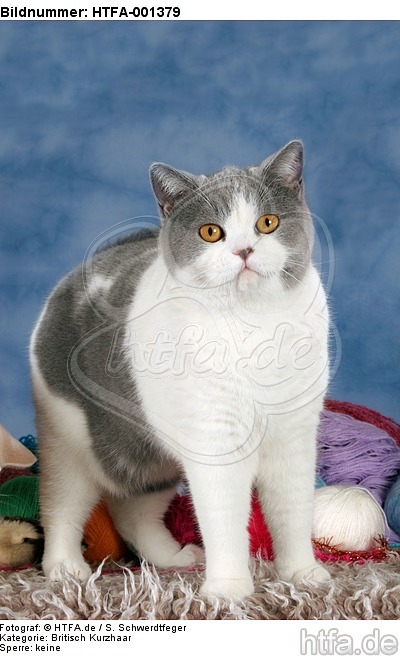 Britisch Kurzhaar / british shorthair / HTFA-001379