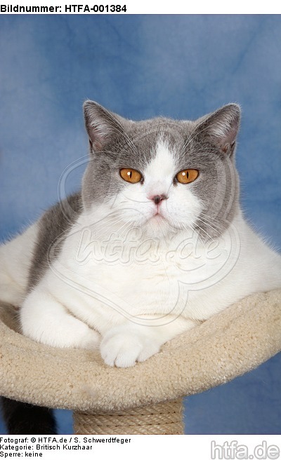 Britisch Kurzhaar / british shorthair / HTFA-001384