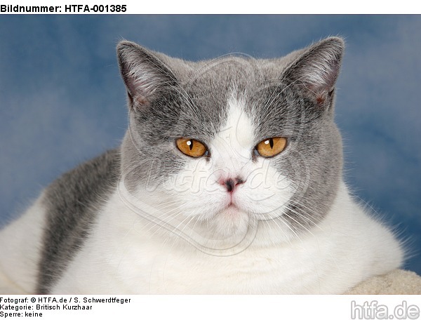 Britisch Kurzhaar / british shorthair / HTFA-001385