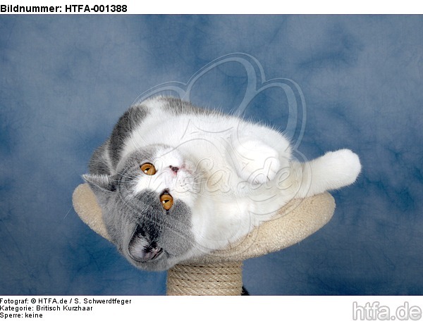 Britisch Kurzhaar / british shorthair / HTFA-001388