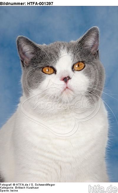 Britisch Kurzhaar / british shorthair / HTFA-001397