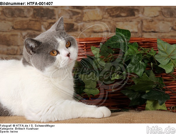 Britisch Kurzhaar / british shorthair / HTFA-001407