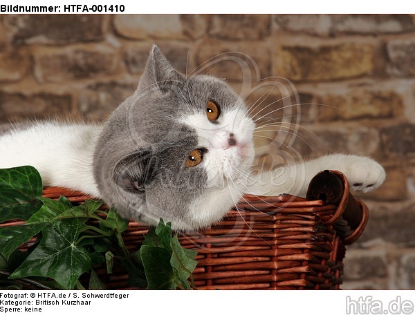 Britisch Kurzhaar / british shorthair / HTFA-001410