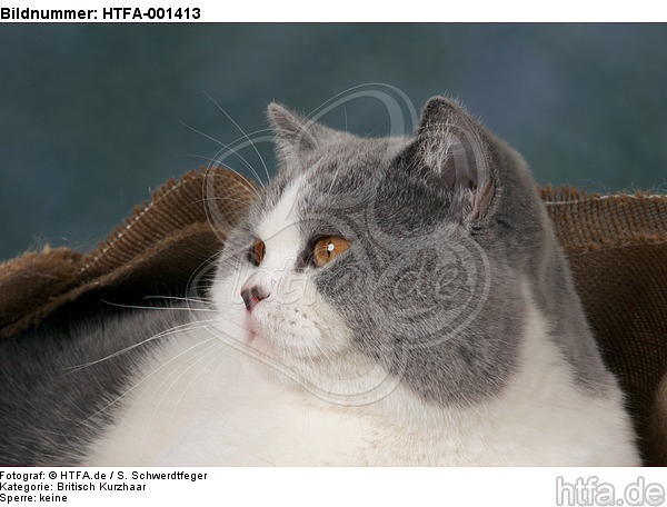 Britisch Kurzhaar / british shorthair / HTFA-001413