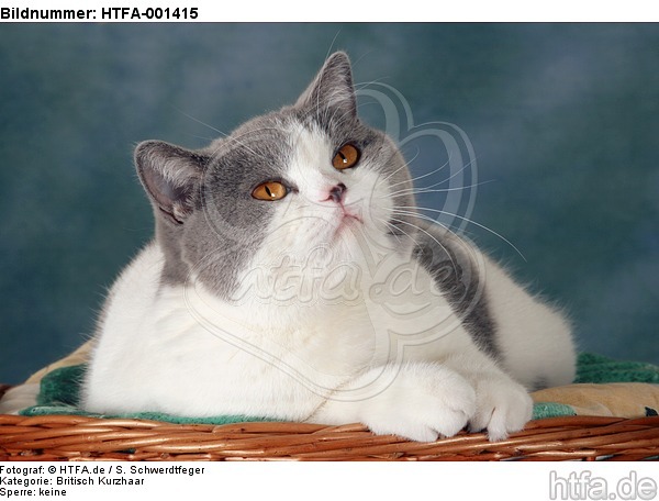 Britisch Kurzhaar / british shorthair / HTFA-001415