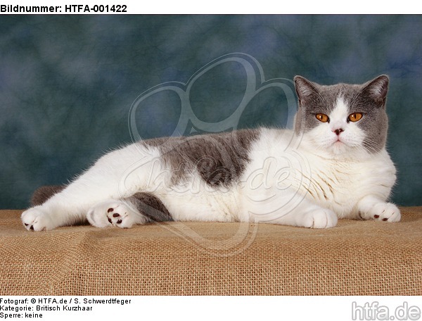 Britisch Kurzhaar / british shorthair / HTFA-001422