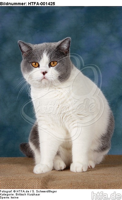 Britisch Kurzhaar / british shorthair / HTFA-001425