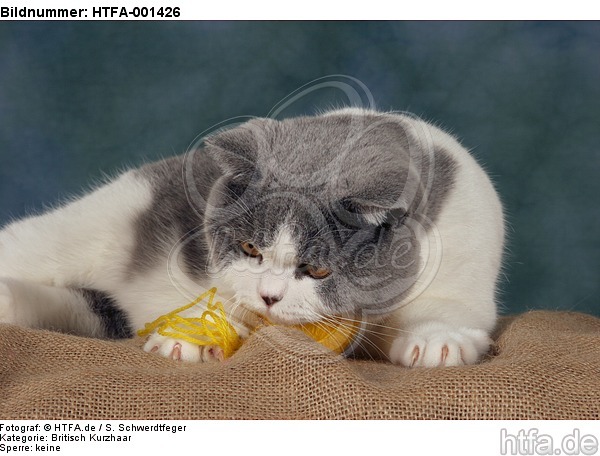 Britisch Kurzhaar / british shorthair / HTFA-001426