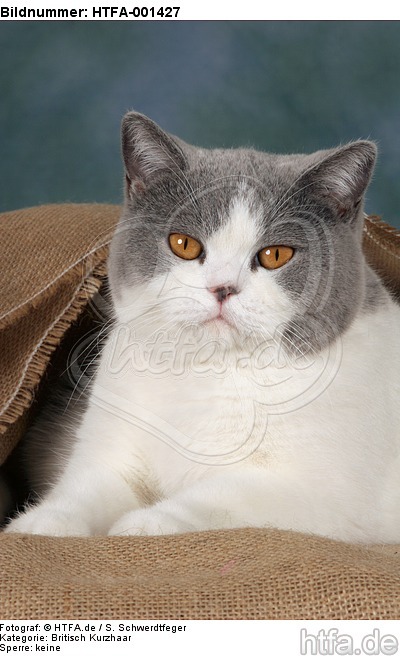 Britisch Kurzhaar / british shorthair / HTFA-001427