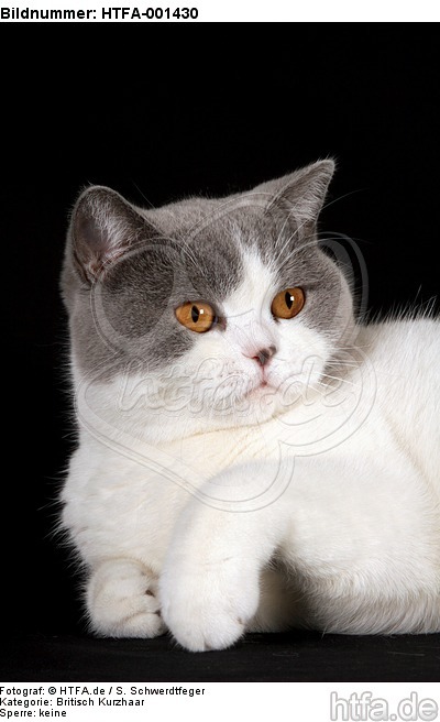 Britisch Kurzhaar / british shorthair / HTFA-001430