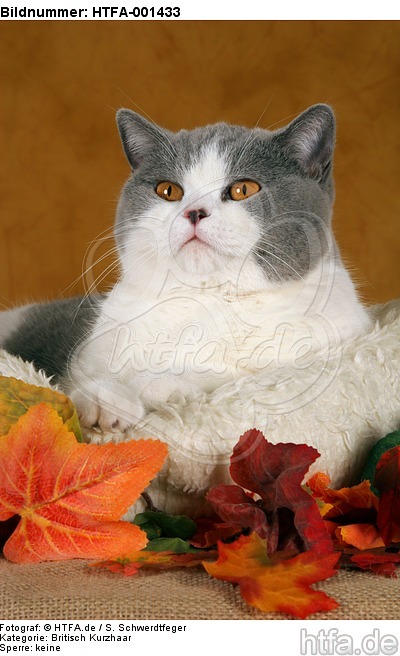 Britisch Kurzhaar / british shorthair / HTFA-001433