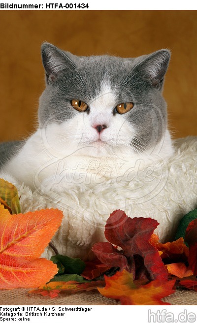 Britisch Kurzhaar / british shorthair / HTFA-001434