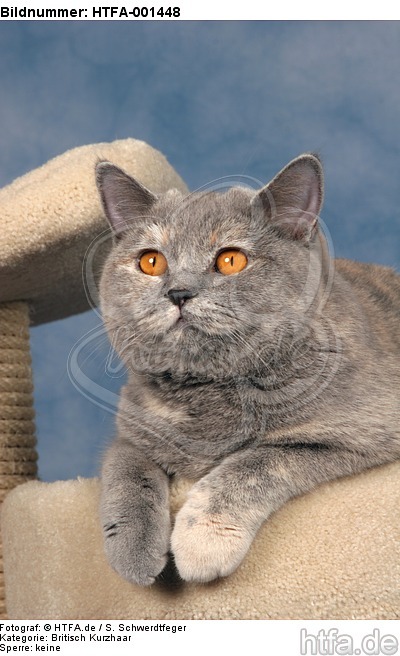 Britisch Kurzhaar / british shorthair / HTFA-001448