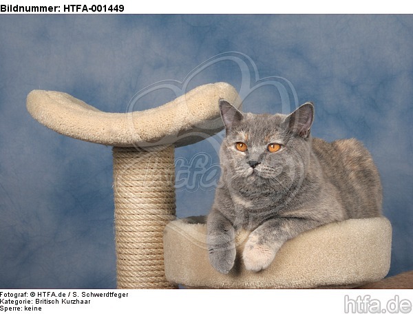 Britisch Kurzhaar / british shorthair / HTFA-001449