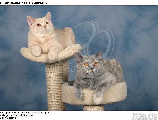 Britisch Kurzhaar / british shorthair / HTFA-001452