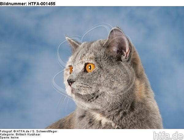 Britisch Kurzhaar / british shorthair / HTFA-001455