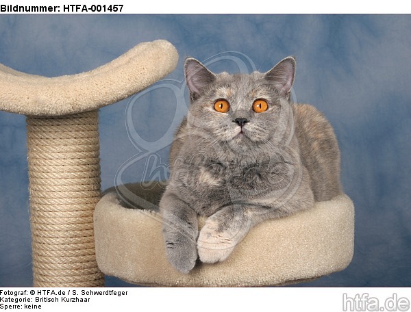 Britisch Kurzhaar / british shorthair / HTFA-001457