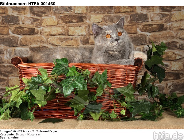 Britisch Kurzhaar / british shorthair / HTFA-001460