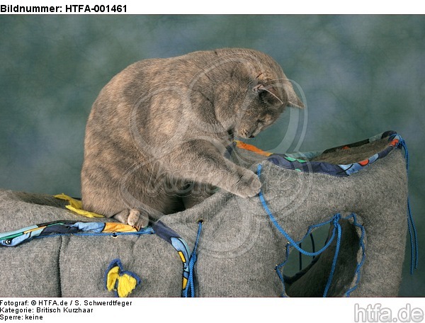 Britisch Kurzhaar / british shorthair / HTFA-001461