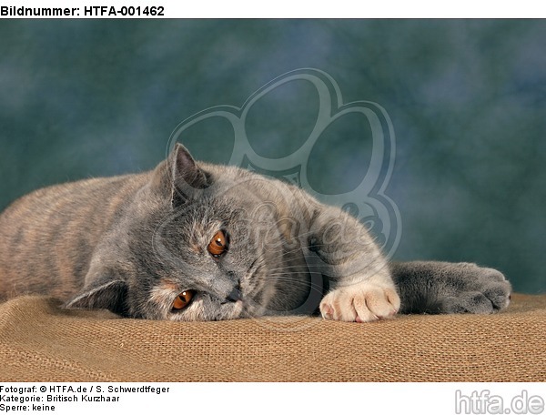 Britisch Kurzhaar / british shorthair / HTFA-001462