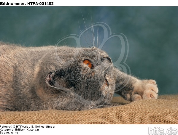 Britisch Kurzhaar / british shorthair / HTFA-001463