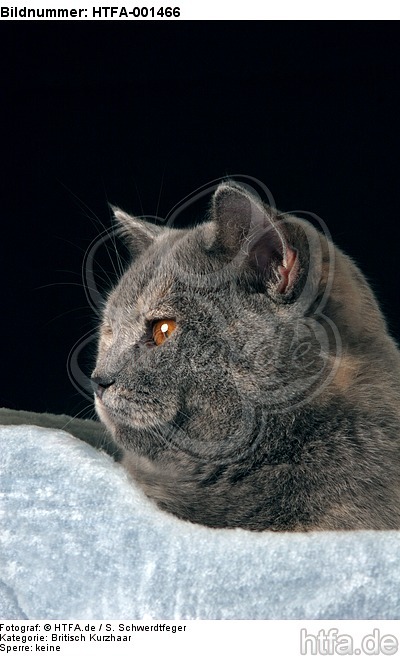 Britisch Kurzhaar / british shorthair / HTFA-001466