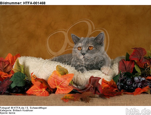 Britisch Kurzhaar / british shorthair / HTFA-001468