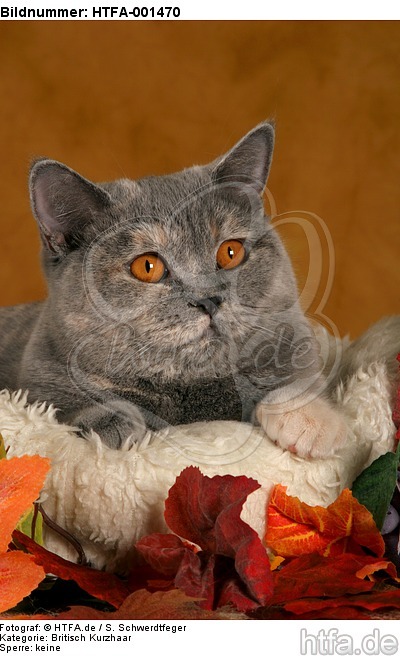 Britisch Kurzhaar / british shorthair / HTFA-001470