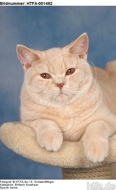 Britisch Kurzhaar / british shorthair / HTFA-001492