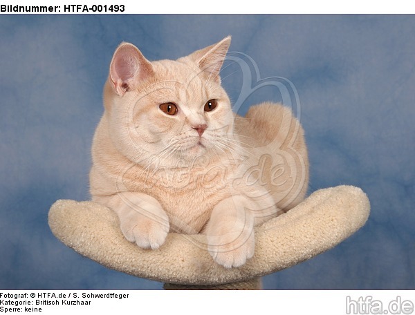 Britisch Kurzhaar / british shorthair / HTFA-001493